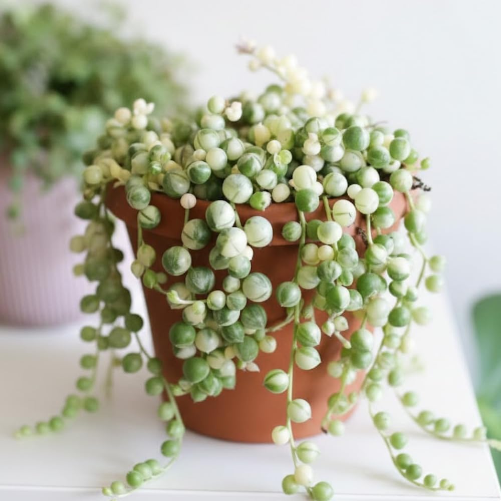 Variegated String of Pearls Plant Live Succulent 4 Inch Pot, Hanging Plant for Home Office Decor, Rare Succulent Trailing Vine, 4-7 Inch Tall