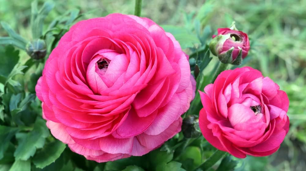 Ranunculus Bulbs for Planting - Buttercup Flower -Plant in Gardens, Containers & Flowerbeds - Easy to Grow Fall or Spring Perennial Flowers Bulbs (20 Pink Bulbs)