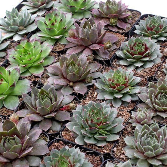 Mountain Crest Gardens Sempervivum Bulk Pack - 50 Live Cold Hardy Plants, 5 of Each Variety, Rooted in 2 Inch Pots - Real Succulents for Outdoor Projects, Landscaping & Resale