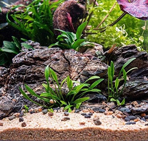 Cyrptocoryne Parva 100% Tissue Culture Easy Low-Light Freshwater Carpet Live Aquarium Plants Decorations 3 Days Live Guaranteed