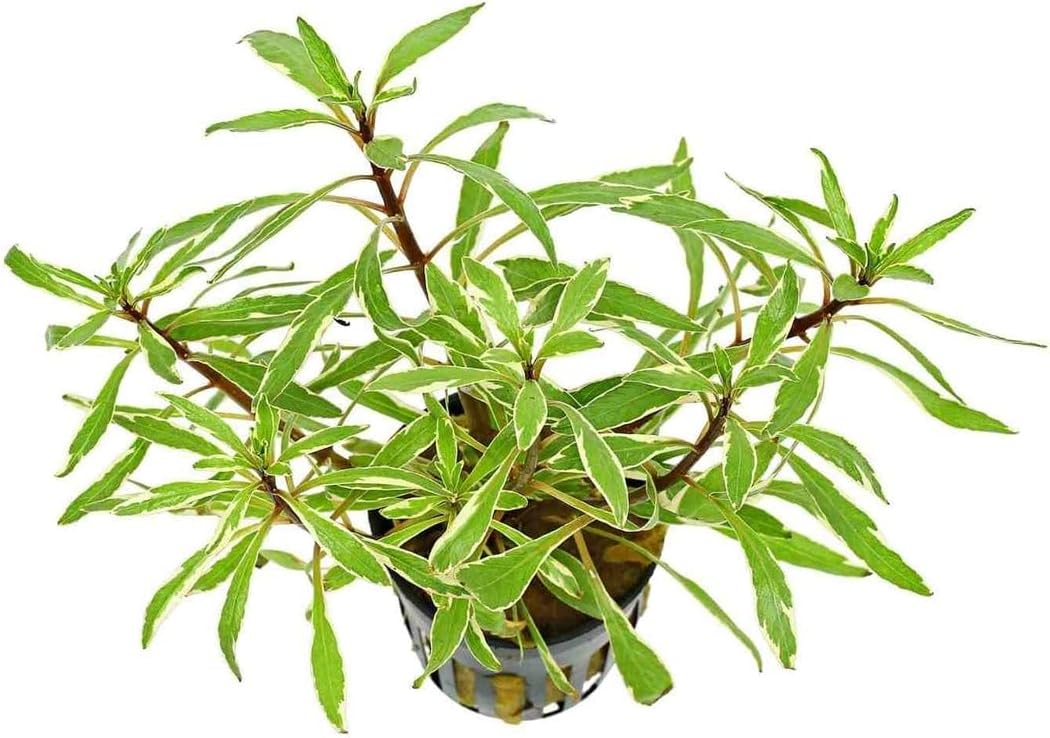 Hornwort Ludwigia Inclinata Verticillata White Bunch 3-5 Stems- Aquatic Plant for Freshwater Aquariums - Vibrant White Variegation & Lush Green - Enhancing Water Clarity - 3 Pack