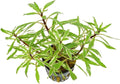 Hornwort Ludwigia Inclinata Verticillata White Bunch 3-5 Stems - Aquatic Plant for Freshwater Aquariums - Vibrant White Variegation & Lush Green - Enhancing Water Clarity -1 Pack