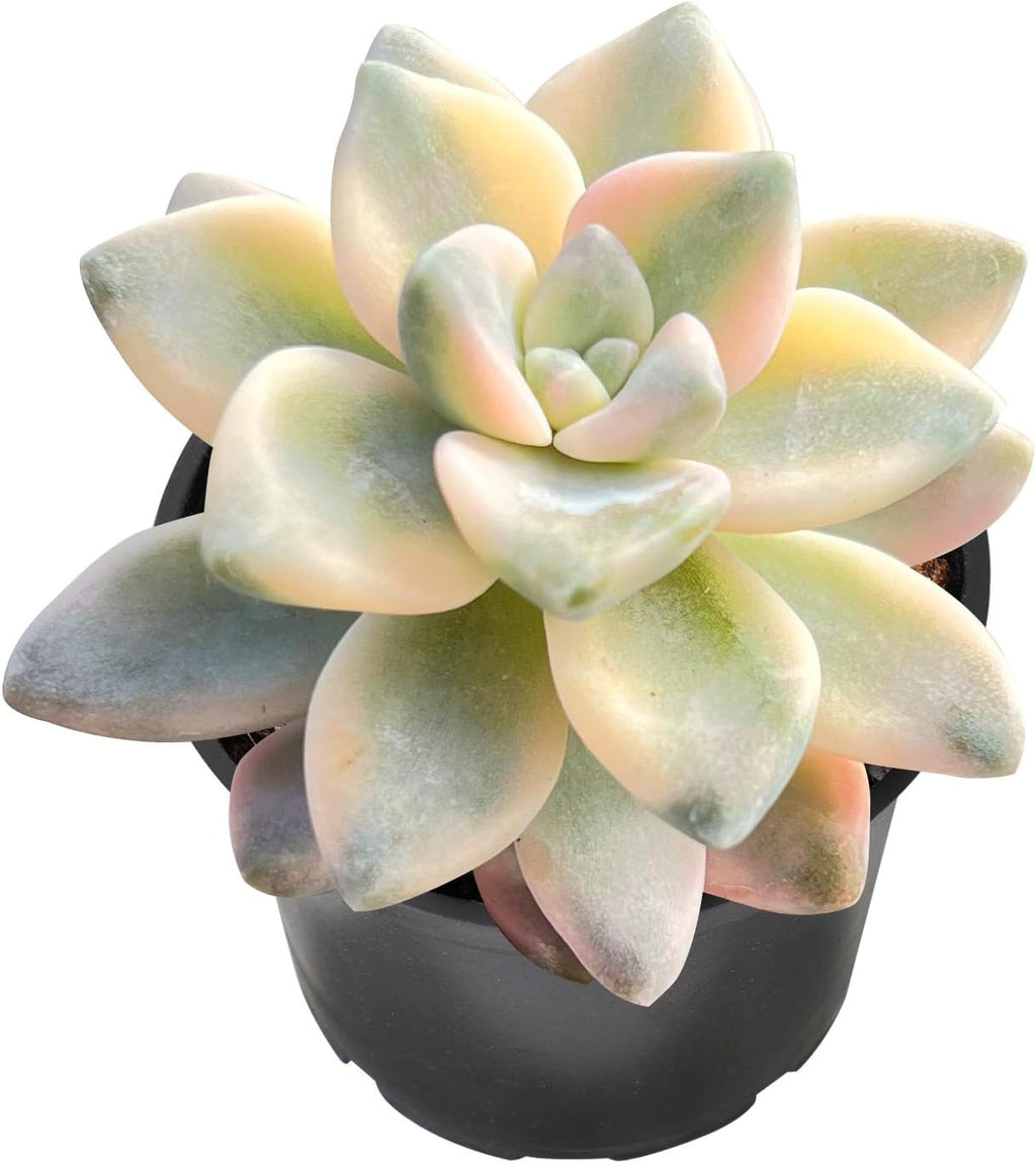 Sprout N Green Pachyphytum Succulent Collection, 3 Live Succulent Plant Fully Rooted in 2inch Starter Pot, Home Office Indoor Outdoor Wedding Decoration DIY Projects Party Favor