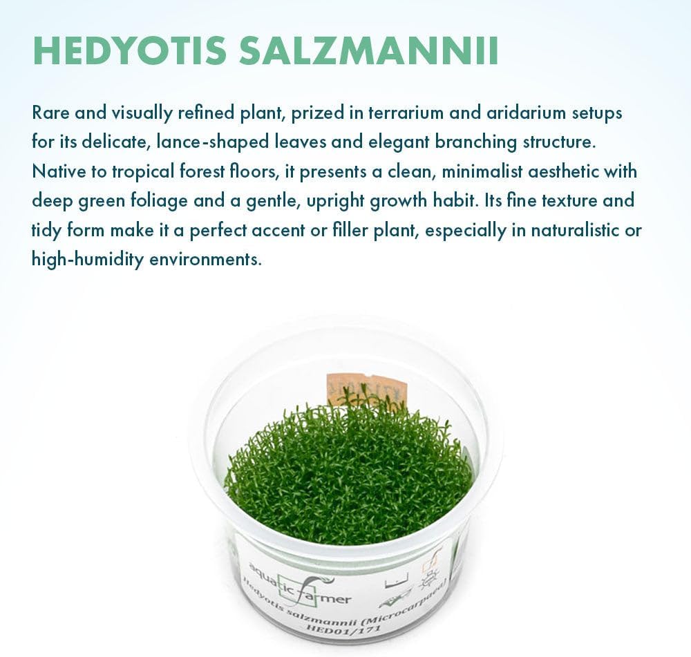 SubstrateSource Live Plant - Hedyotis salzmannii - Midground Stem with Bright Green Growth, Snail-Free in Vitro Aquarium Plant - Tissue Culture