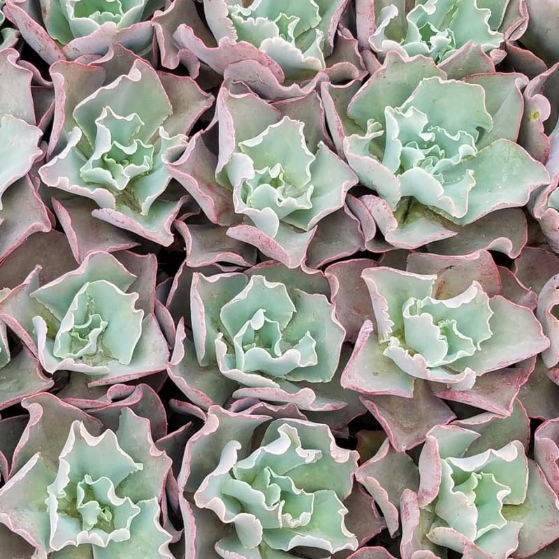 Echeveria Succulents Live Plants for Planting, Live Echeveria Succulents, Live Echeveria Plant, Live Echeveria Succulents, Echeveria Blue Curl 4 Inch