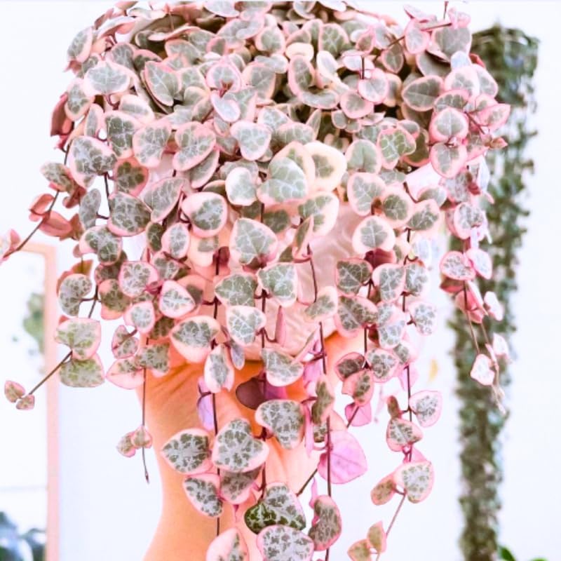 Ceropegia Woodii Variegated String of Hearts Live Plant, in Pot, Trailing Succulent Plant, Hanging Vine Live Indoor Houseplant