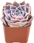 2" Live Succulent Plants Echeveria 'Pink Lover', Mini Potted Succulents, Easy Care Indoor Houseplant, Unique Gifts, Home Office Décor