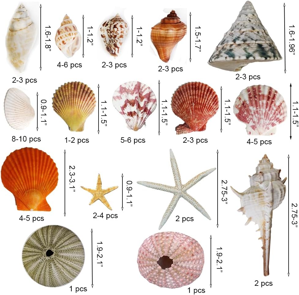 Natural Sea Shells Mixed -15 Kinds of Natural Seashells,Each 2 Kinds Starfish & Urchins for Aquarium Fish Tank,DIY Arts Crafts Project,Beach Theme Home Wedding Party Decor,Vase Fillers,1~3.5"