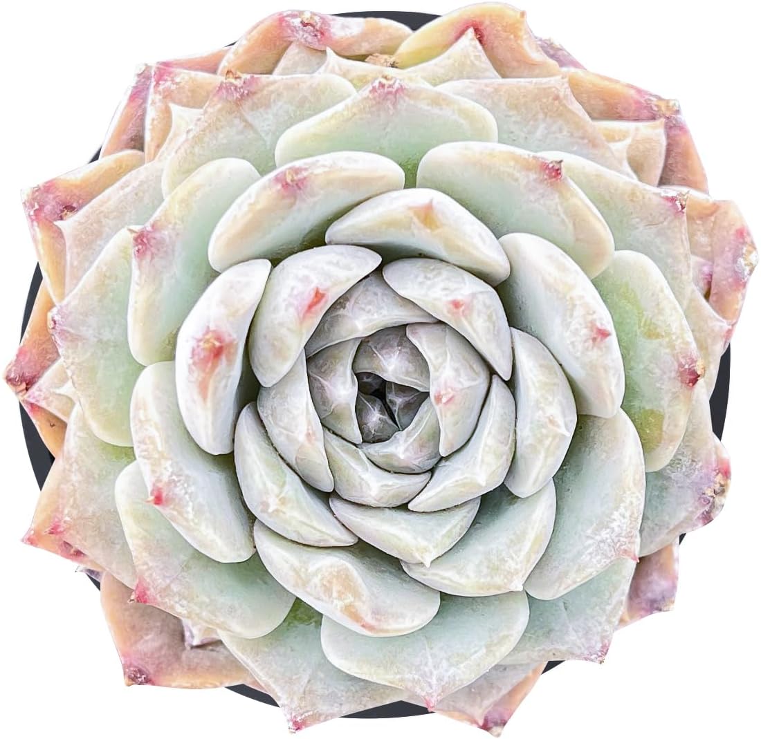 2" Live Succulent Plants Pachyveria 'BubbleCandy', Mini Potted Succulents, Easy Care Indoor Houseplant, Unique Gifts, Home Office Décor