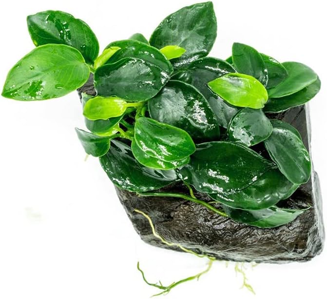 SubstrateSource Live Planted Decor - Anubias Nana Petite (Anubias barteri VAR. Nana 'Petite') on Nano Driftwood - Low to Moderate Light, Deep Green Rounded Leaves, Foreground Tank Placement - 1 Pack