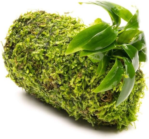 SubstrateSource Live Planted Decor - Anubias Minima on Christmas Moss Tower - Deep and Bright Green Freshwater Aquatic Plant, Low Light, Foreground to Midground Tank Placement for Aquascaping - 1 Pack