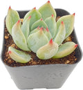 2" Live Succulent Plants Echeveria 'Chihuahuaensis', Mini Potted Succulents, Easy Care Indoor Houseplant, Unique Gifts, Home Office Décor
