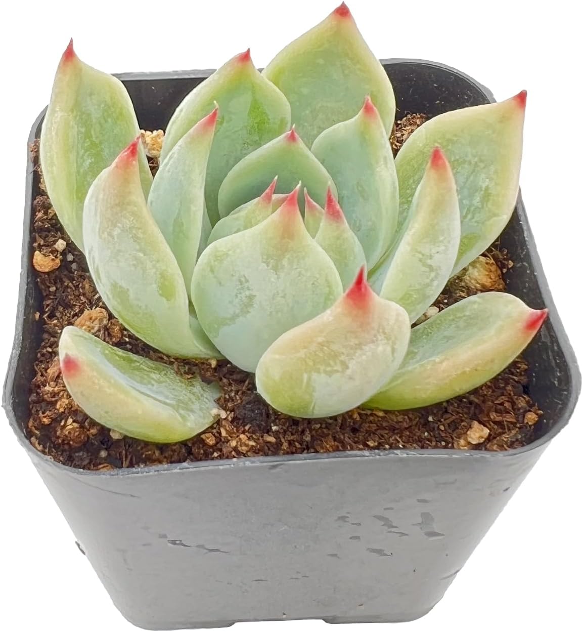 2" Live Succulent Plants Echeveria 'Chihuahuaensis', Mini Potted Succulents, Easy Care Indoor Houseplant, Unique Gifts, Home Office Décor