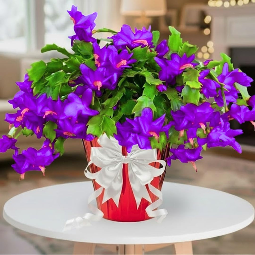 Thanksgiving Cactus Plants Live in 4" Pot, Holiday Christmas Cactus, Colorful Indoor Houseplant, Zygocactus Like, Ready to Bloom (Purple)