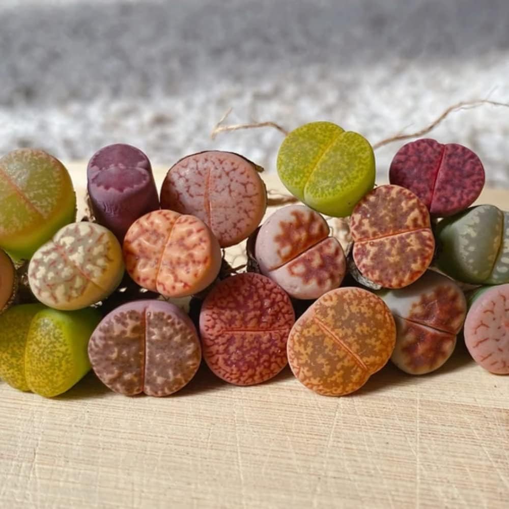Lithops Live Plants Large, 20 Mix Lithops Succulents Plants Live Lithops Living Stones 0.5 to 0.6 Inc for Planting, Living Rocks Lithops