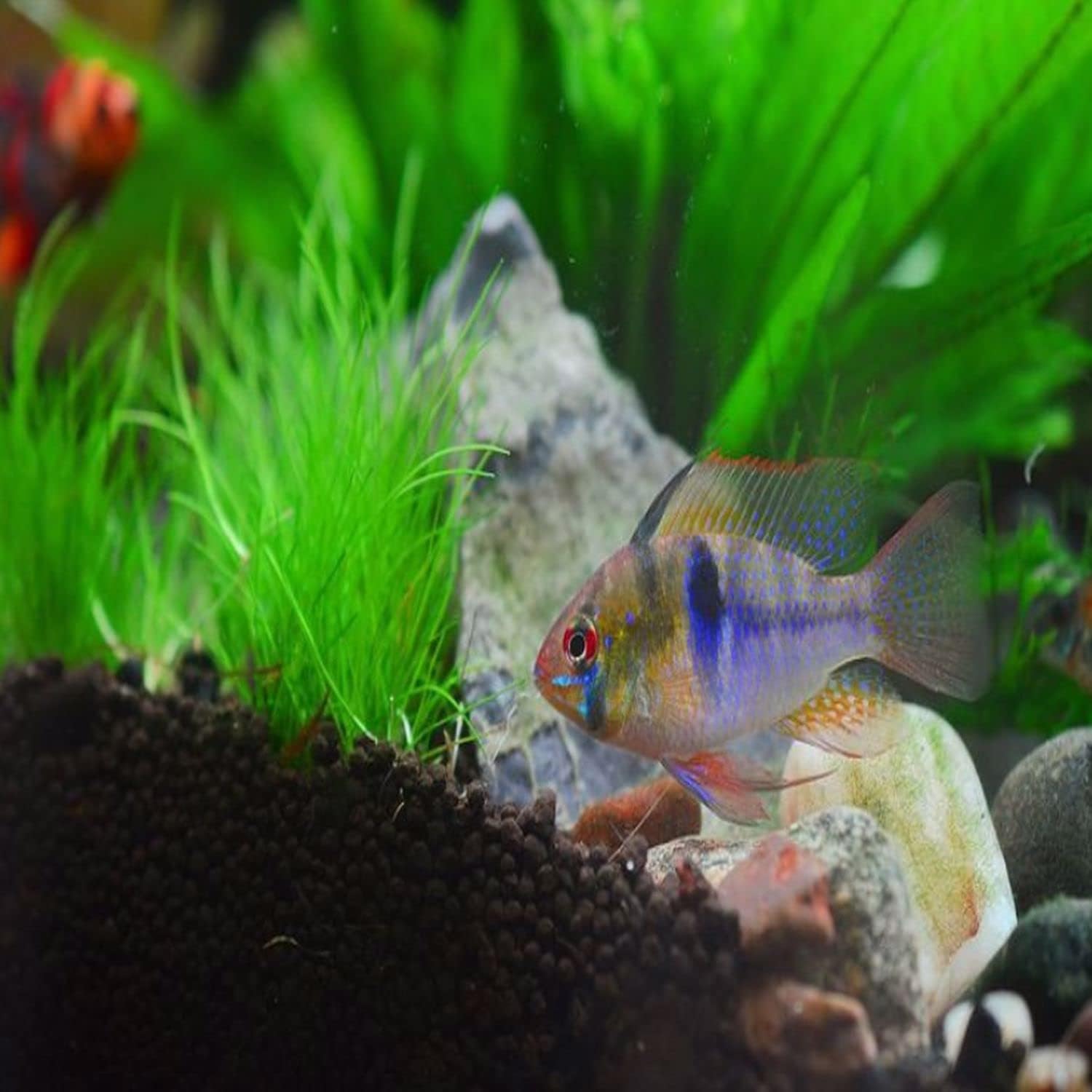 Hairgrass Dwarf Eleocharis Parvula Tissue Culture US Grow Live Aquarium Plant Tropical Freshwater Decorations BUY2GET1FREE