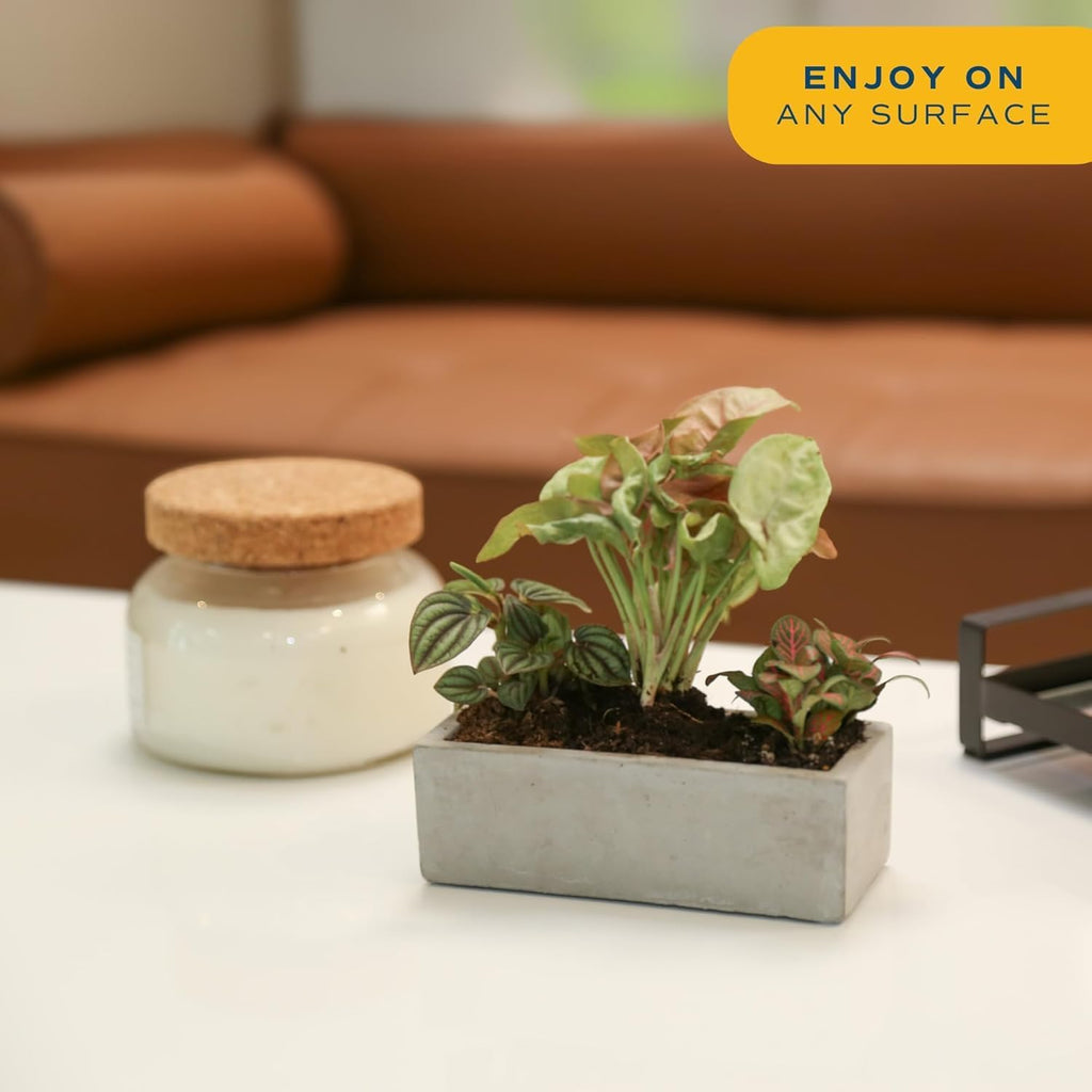 Costa Farms Mini Live Indoor Plants 2in Nursery Pot Easy to Grow Houseplant (3 Pack) 4-Inches Tall, Grower's Choice, Home Décor or DIY Gift