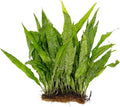 Live Java Fern Microsorum Pteropus on Mat Plant - Great for Modern Aquariums - Provides Shelter to Baby Fish - Fast Growth, Long Lasting & Easy to Care Aquatic Plants - Full Mat,Green