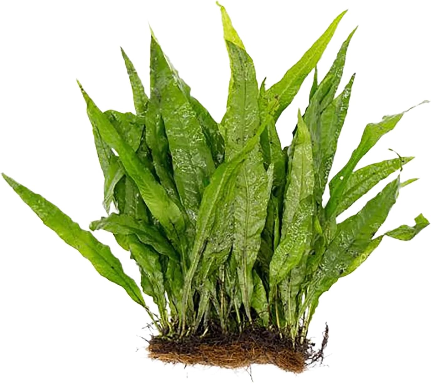 Live Java Fern Microsorum Pteropus on Mat Plant - Great for Modern Aquariums - Provides Shelter to Baby Fish - Fast Growth, Long Lasting & Easy to Care Aquatic Plants - Full Mat,Green
