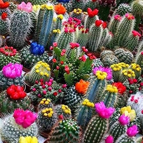 Seeds Cactus Variety Multicolor Mix - Succulents for Planting - GMO Free