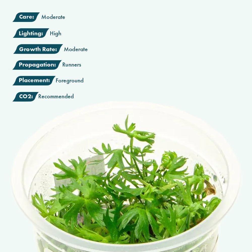 SubstrateSource Live Plant - River Buttercup (Ranunculus inundatus) - Foreground Carpet, Snail-Free in Vitro Aquarium Plant - Tissue Culture