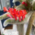 Monkey Tail Cactus Plant, Live Trailing Succulent Plant, 6 to 8 Inch for Gardening