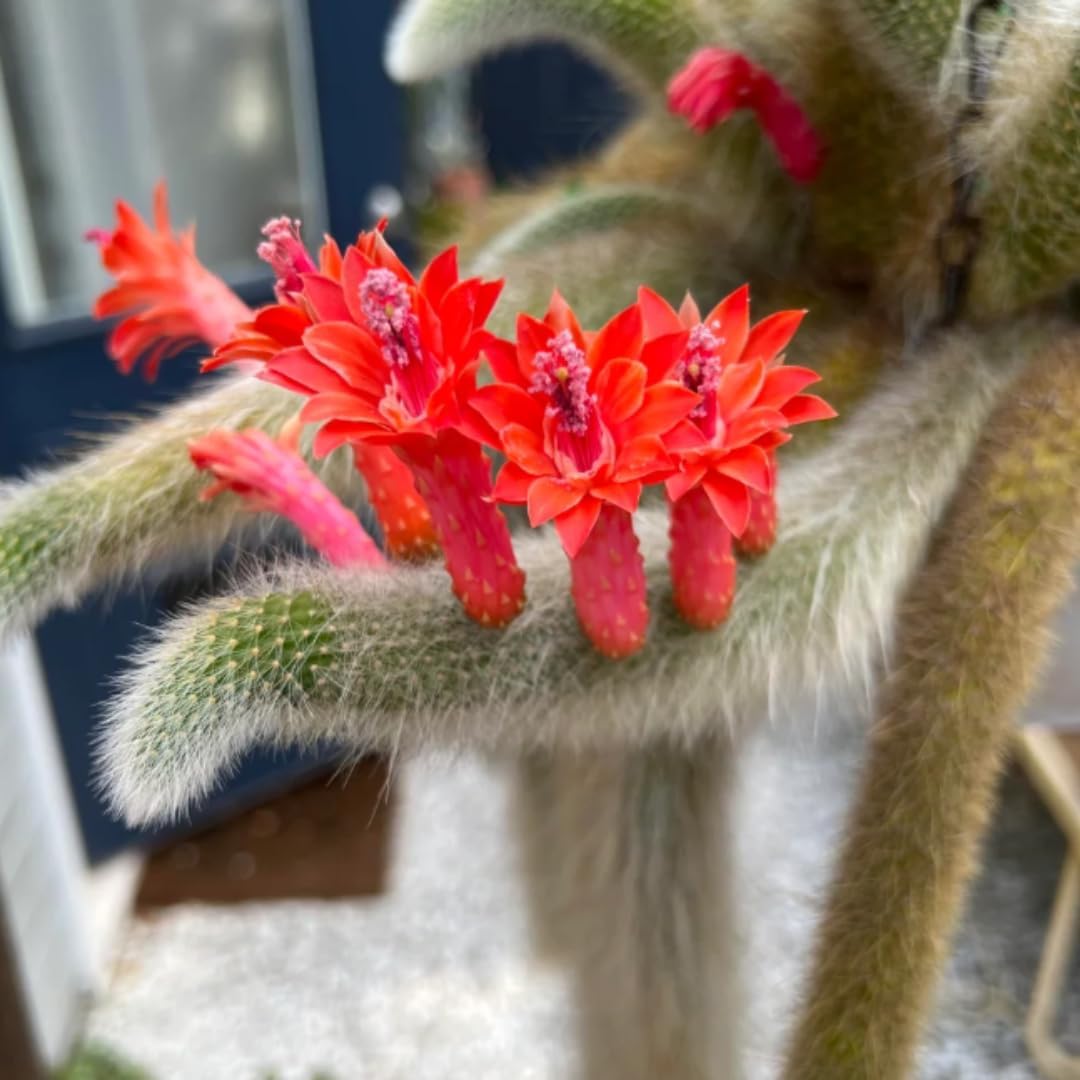 Monkey Tail Cactus Plant, Live Trailing Succulent Plant, 6 to 8 Inch for Gardening