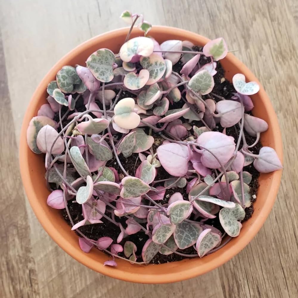 Variegated String of Hearts Live Plant, Variegated Trailing Succulent Vine Houseplant, 4-7 inches Tall in 4 inch Pot for Planting