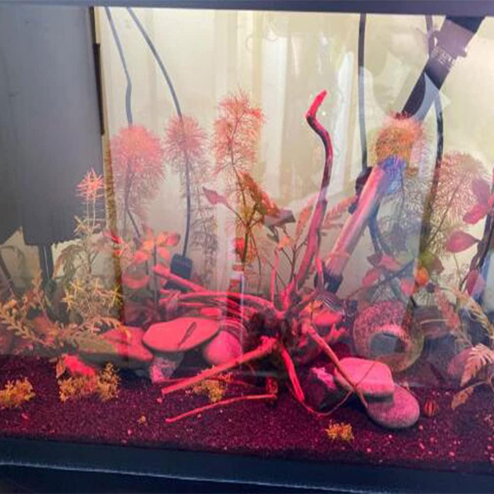 Emours Natural Aquarium Driftwood Tropical Fish Plant Habitat Decor Vary Sizes, 2 Pcs Set (Medium)