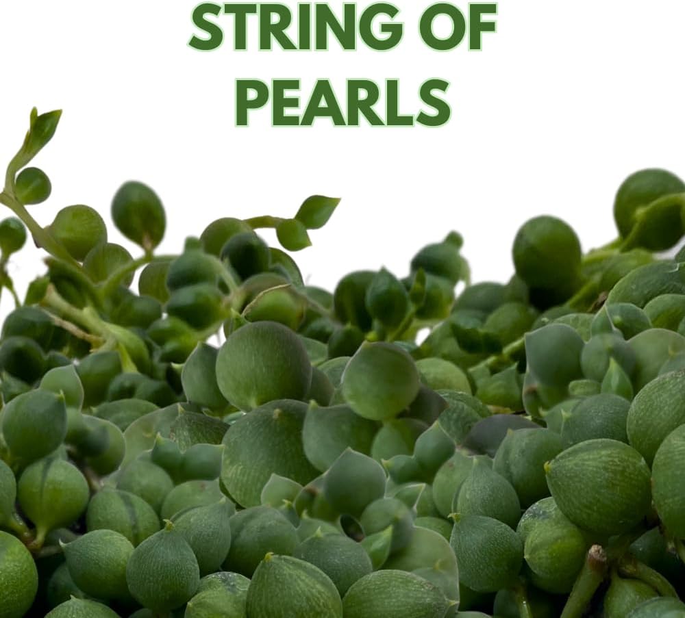 BubbleBlooms String of Pearls, Senecio rowleyanus, in 2 inch Pot