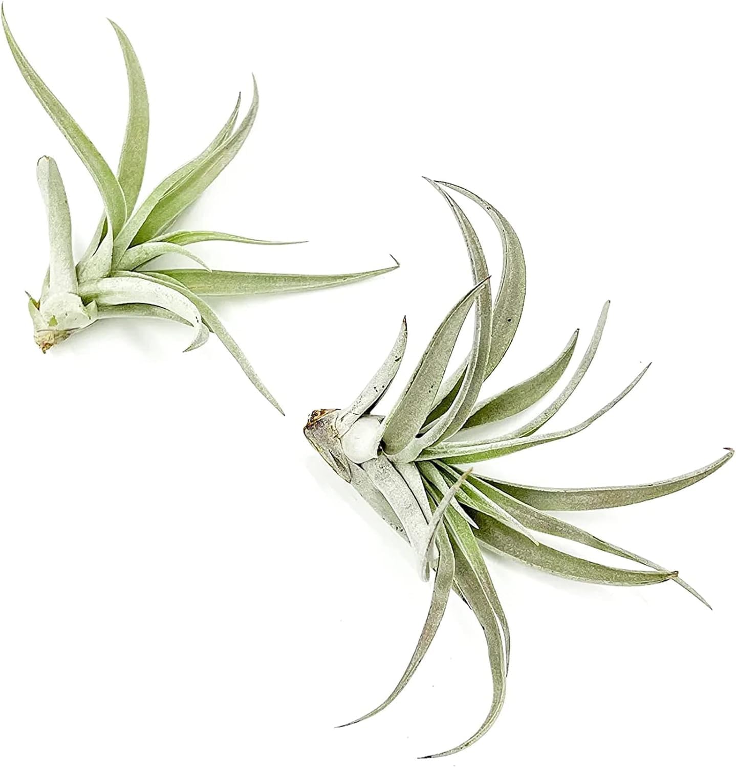 ragnaroc Air Plants - Flowering Tillandsia Harrisii, Large 3-5" - 2ct - Live Arrival Guaranteed - House Plants for Home Decor & Gift