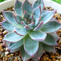 Echeveria Succulents Live Plants for Planting, Live Echeveria Succulents, Live Echeveria Plant, Live Echeveria Succulents, Echeveria Blue Bird, 2.5 Inch Pot