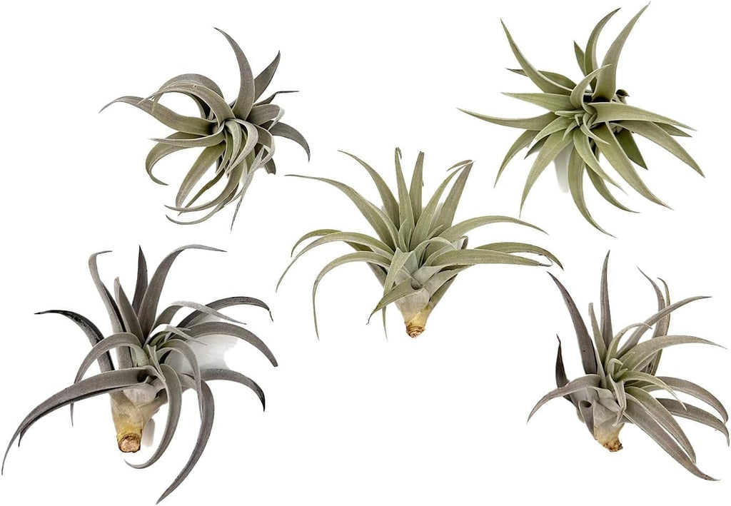 ragnaroc Air Plants - Flowering Tillandsia Harrisii, Large 3-5" - 5ct - Live Arrival Guaranteed - House Plants for Home Decor & Gift