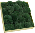 TCYPUHL Preserved Pillow Moss Bulk (1 Sq.Ft Dark Green) - Natural Cushion Moss for Wall Art, Home Decor - Christmas Crafts, Holiday Decorations and Gift Giving DIY Craft, Floral Arrangements