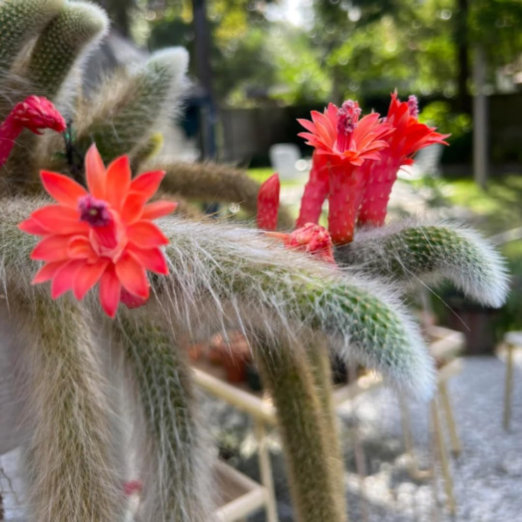 Monkey Tail Cactus Plant, Live Trailing Succulent Plant, 6 to 8 Inch for Gardening