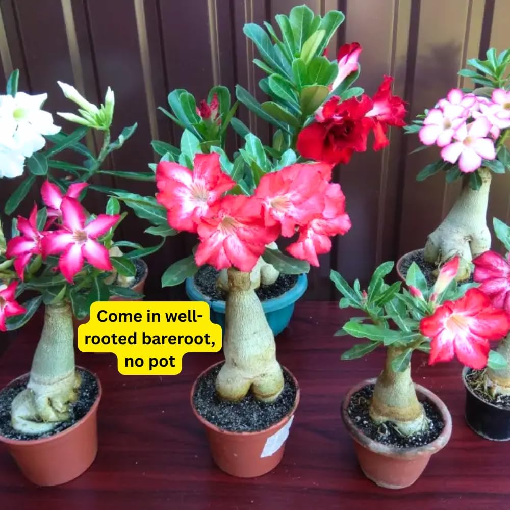 Mixed Desert Rose Plant Live, 4-7" Tall, Adenium Obesum Well-Rooted Succulent for Indoor Outdoor Displays