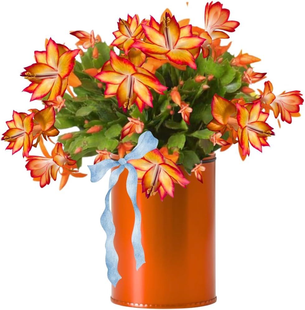 Thanksgiving Cactus Plants Live in 4" Pot, Holiday Christmas Cactus, Colorful Indoor Houseplant, Zygocactus Like, Ready to Bloom (Orange)