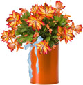 Thanksgiving Cactus Plants Live in 4" Pot, Holiday Christmas Cactus, Colorful Indoor Houseplant, Zygocactus Like, Ready to Bloom (Orange)