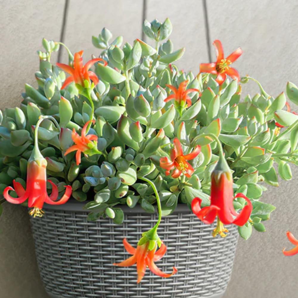 Trailing Cotyledon Pendens Succulent Plant, Live Cliff Cotyledon Plant in 4 Inch Pot, Easy-Care Hanging Houseplant
