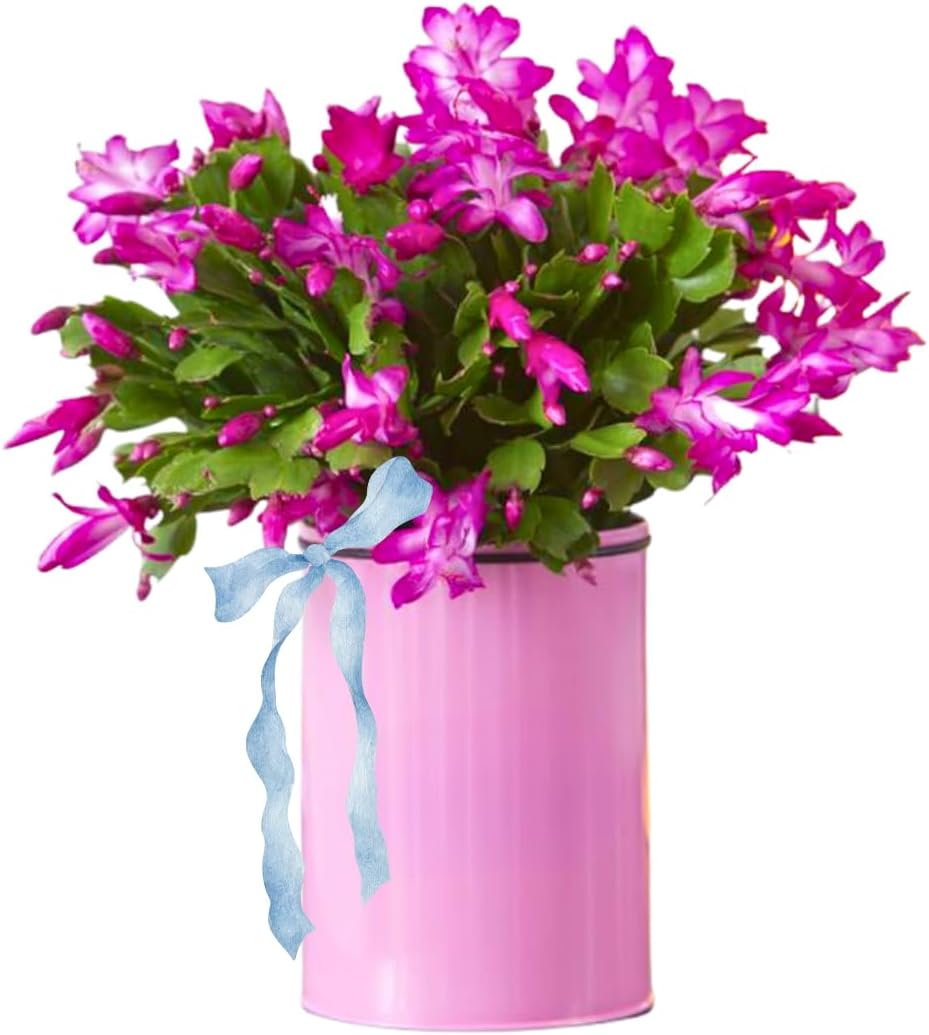 True Thanksgiving Cactus Plant Live in 4" Pot, Ready to Bloom, Holiday Christmas Cactus Plants Live, Vibrant Blooms (Pink)