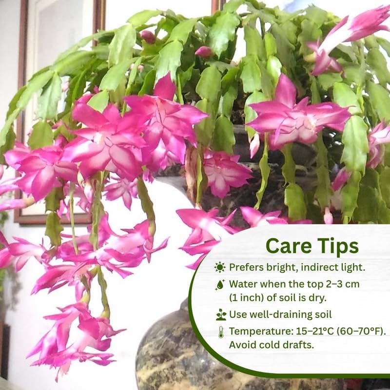 2 Christmas Cactus Plants Live, Holiday Blooming Indoor Plants Live Houseplants, Hanging Baskets Easy Care, Well-Rooted 5-8" Tall, No Pot, Bareroots, Single Stems (Pink Christmas Cactus)