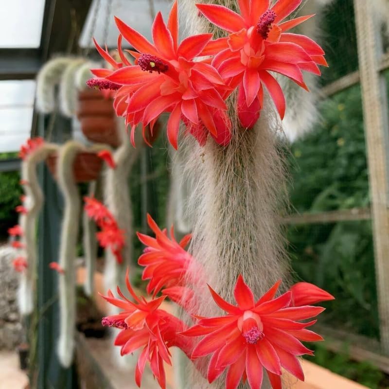 Monkey Tail Cactus Live Plants, Monkey Tail Cactus Live, Monkey Tail Cactus Plants for Planting, Live Monkey Tail Cactus, No Pot, 3.5 to 5 Inches Tall