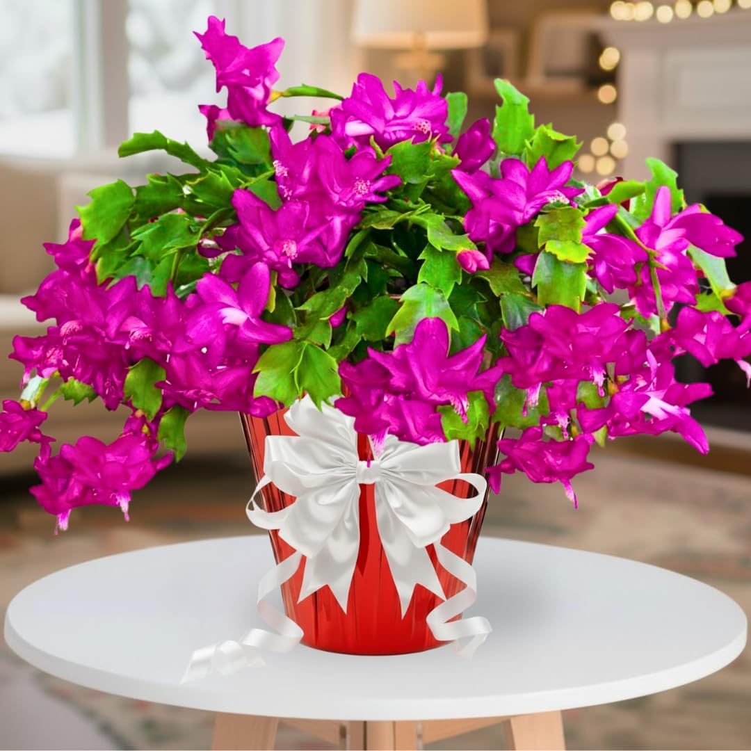 2 Pink Christmas Cactus Plants Live, True Thanksgiving Cactus Live Size 6-9" Inches Tall, Ready to Blooms, Holiday Houseplant, Cold Hardy, Bloom in Winter