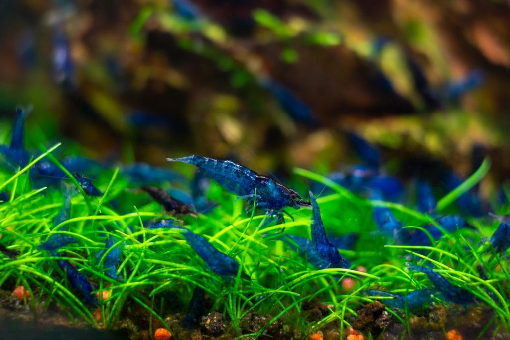 7 Yellow, 7 Fire Red & 7 Blue Dream Three Mix Colors Live Shrimps Freshwater Shrimp High Grade Live Shrimps – Freshwater Shrimp Aquarium Inverts – with Live Arrival Guarantee (Pack of 21+)