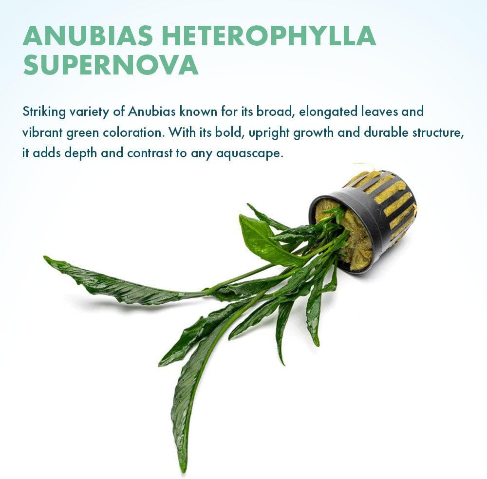 SubstrateSource Live Jungle Plants - Anubias Heterophylla ‘Supernova’ - Large Leaf Rhizome Plant for Midground to Background Freshwater Aquascapes, Low Light Accent - Pot