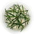 SubstrateSource Live Plant - Shoreweed (Littorella uniflora) - Foreground Rosette, Snail-Free in Vitro Aquarium Plant - Tissue Culture