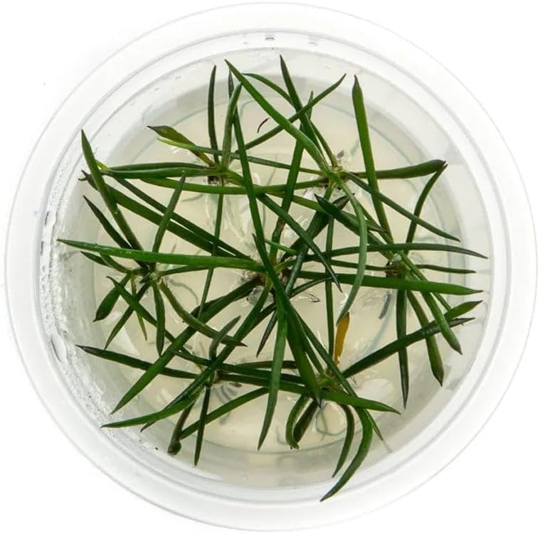 SubstrateSource Live Plant - Shoreweed (Littorella uniflora) - Foreground Rosette, Snail-Free in Vitro Aquarium Plant - Tissue Culture
