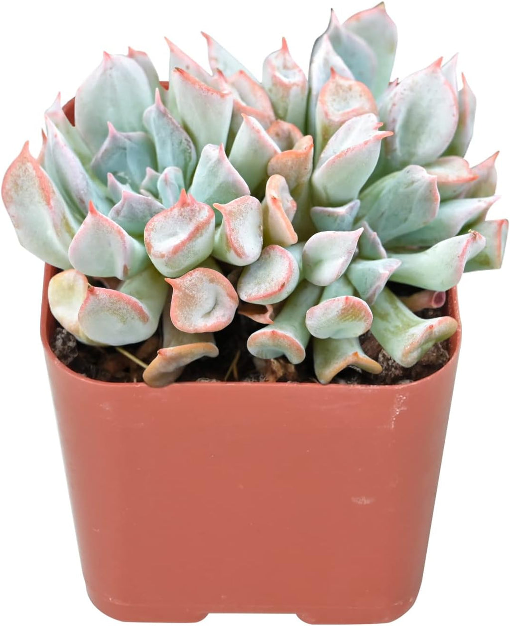 Sprout N Green Echeveria Trumpet Pinky in 2 inch Starter Pot, Rare Live Succulent Plant Fully Rooted in Planter, Home Office Indoor Outdoor Wedding Decoration DIY Projects Party Favor