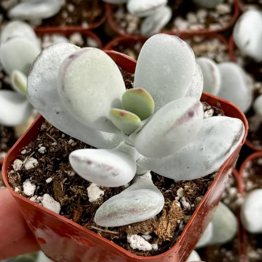 Cotyledon Orbiculata Succulent Live Plant Potted, Trailing Succulent Rare House Plant for Home Office Decoration, Indoor Outdoor Growing, 2" Pot, Starter Plants