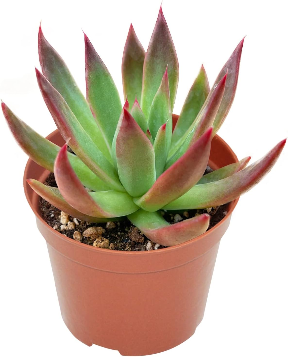 4-inch Succulent Echeveria Agavoides 'Morgain', Live Succulents Plants Fully Rooted in Pots with Soil, Easy-Care House Plants for DIY, Home Office Decoration